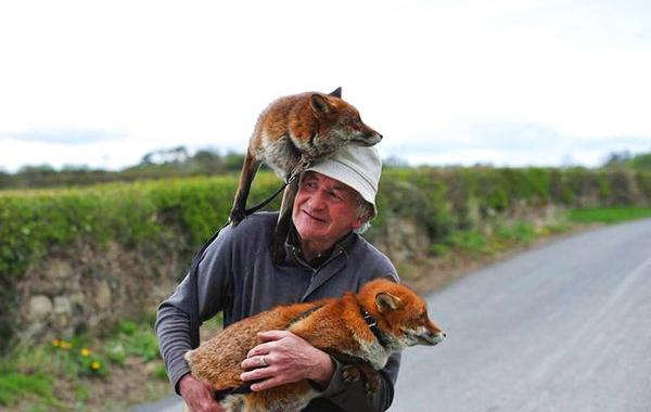 Этот мужчина спас двух брошенных лисят, Пэтси Гиббонс