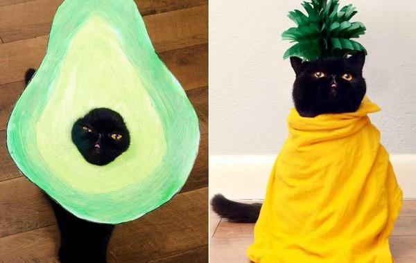 кот Уиллоу, AvoCATo, кот в костюмах