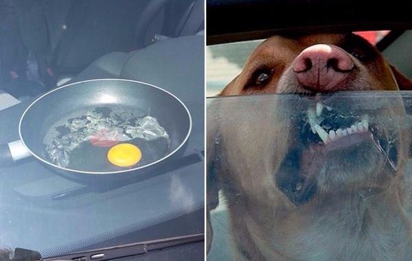 Парень оставил яйцо в автомобиле в жаркий день, собака в машине летом, собака в закрытой машине