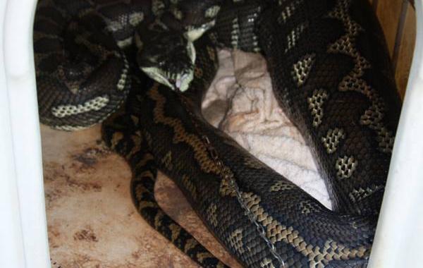 питон съел собаку сидевшую на цепи 