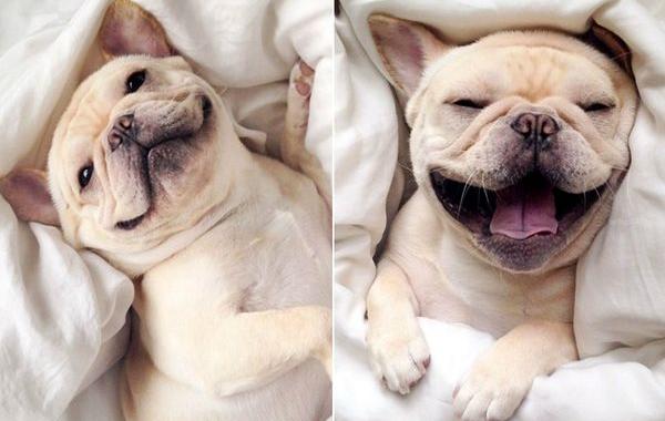 французский бульдог Майло, французский бульдог с нарколепсией