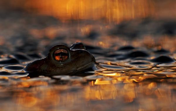 Участники конкурса Wildlife Photographer 