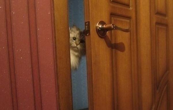 Позитив и юмор в смешных фотографиях