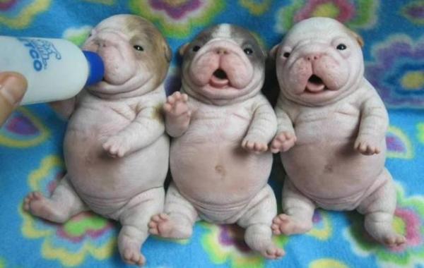 Позитив и юмор в смешных фотографиях