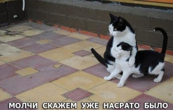 Позитив  юмор в смешных фотографиях 