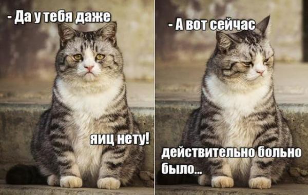 Позитив и юмор в смешных фотографиях