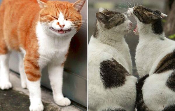 бездомныt котs на улицах Токио, японский фотограф снимает бездомных котов, Масаюки Оки