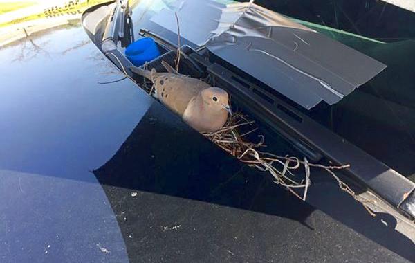 Птица свила гнездо прямо на полицейской машине