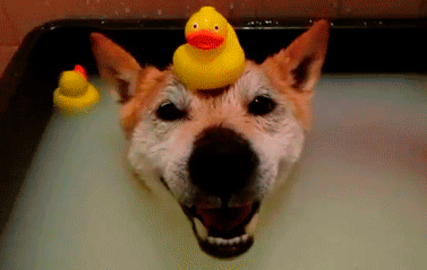 Животные, анимация, гифки, gif