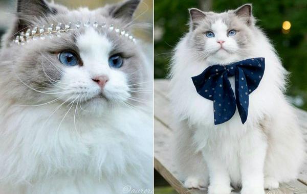 Аврора кошка, пушистая кошка