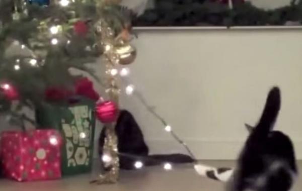 Коты против ёлок, коты и ёлки, эпичные нападения котов на ёлки