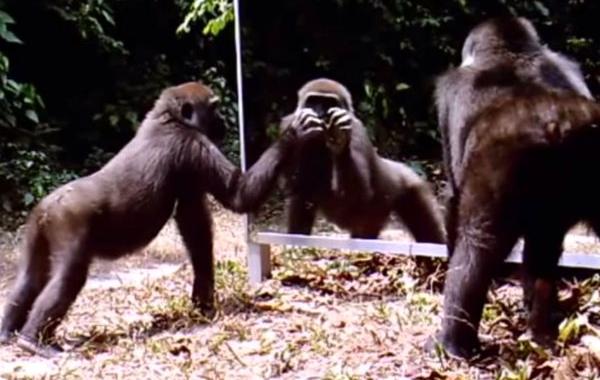 дикие животные впервые увидели своё отражение, животные Африки и зеркало, Ксавье Хуберт Бриер, Xavier Hubert Brierre