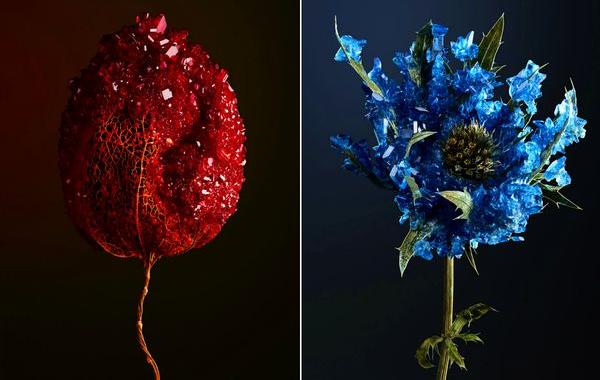 Растения инкрустированные кристаллами, Элисон Моуот, Alyson Mowat