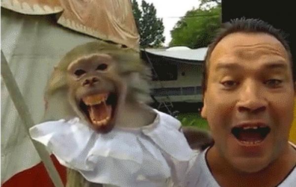 Смешное, анимация, гифки, gif