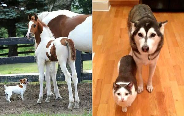 животные разного вида с одинаковой расцветкой, животные братья