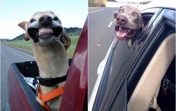 собаки в машине, собака высовывает голову из машины, смешные собаки