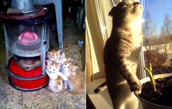 кошки которые любят тепло, кошки и солнце
