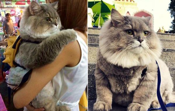 кот Bone Bone, Bone Bone cat 