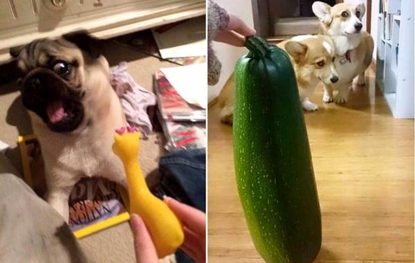 собаки которые боятся нелепых вещей, смешные собаки боятся