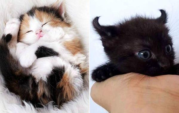 милые котята, самые очаровательные котята