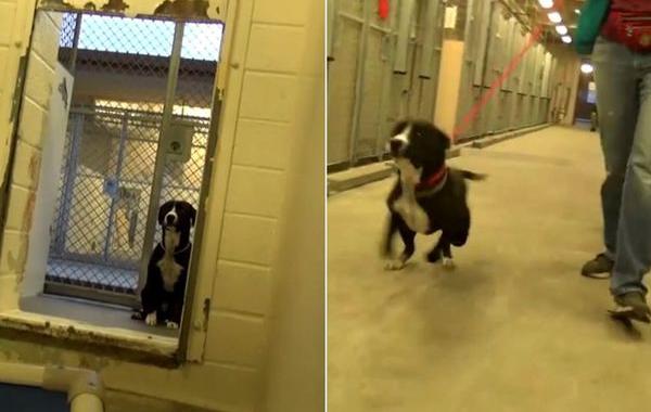  пёс которого забрали из приюта, питбуль Бенни