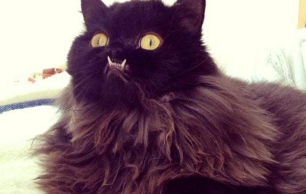 кошка со странными зубами, Princess Monster Truck, кошка с зубами наружу