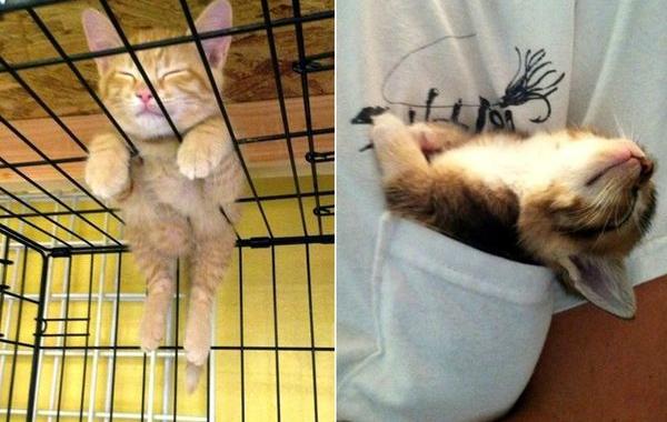 спящие котята, котята спят