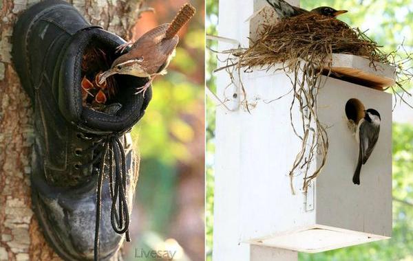птичьи гнёзда свитые в необычных местах, птичьи гнёзда