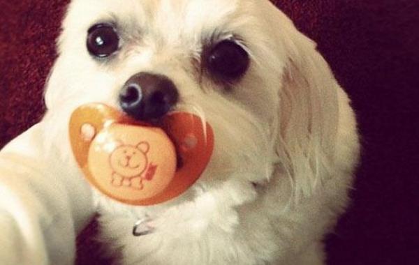 Очаровательные пушистые воришки