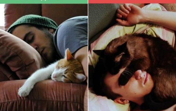 Жизнь с котом, ожидание против реальности, кот ожидание против реальности