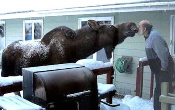 Тем временем в Канаде, meanwhale in Canada