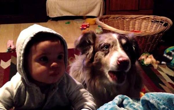 собака сказала мама первой, хотела научить ребенка говорить мама собака сказала первой, собака первой сказала мама