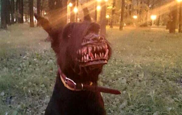 намордник оборотень, страшный намордник для собаки, пугающий намордник