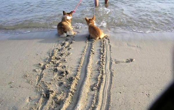 собаки бояться воды, смешные собаки бояться воды, смешные фото собаки вода