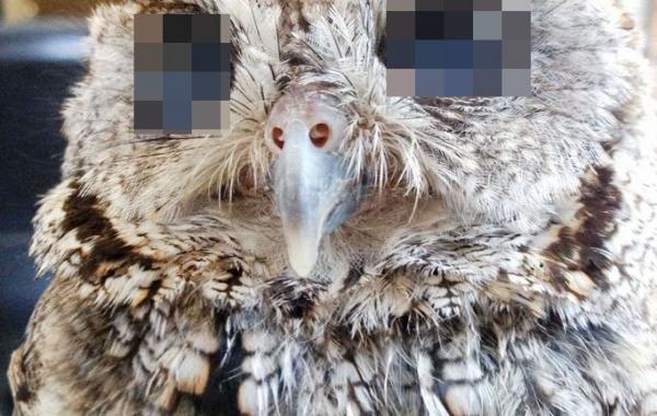 Зевс сова с космосом в глазах, Zeus owl