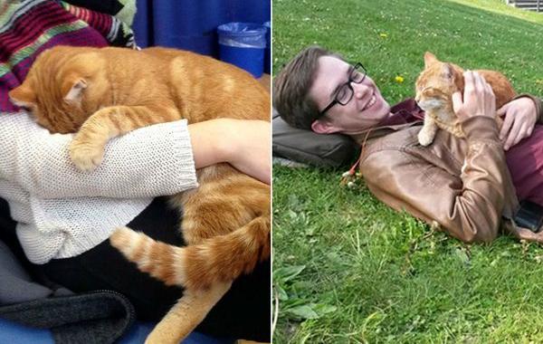 кот приходит к университету чтобы подарить студентам свои объятия, Campus cat