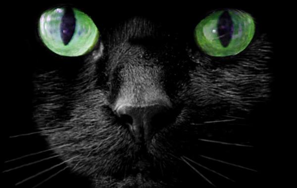 богатые животные 