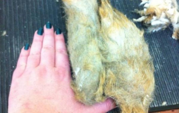 кот, шерсть, заросший кот 