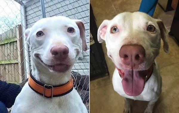 Брошенная собака не может перестать улыбаться, собака-улыбака