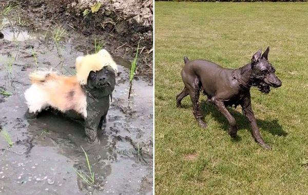 собаки в грязи, собаки обожают грязь, собака извалялась в грязи