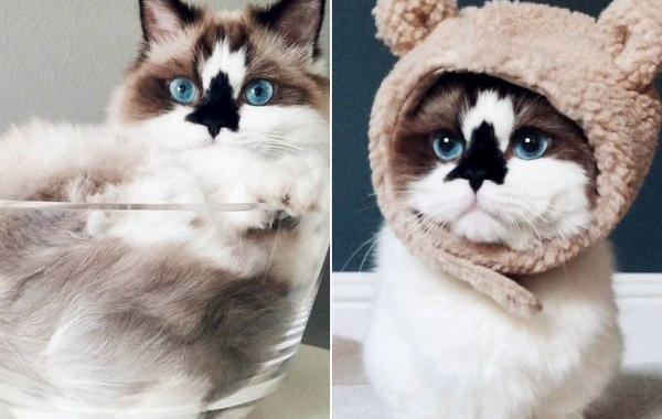 Альберт манчкин, кот Альберт