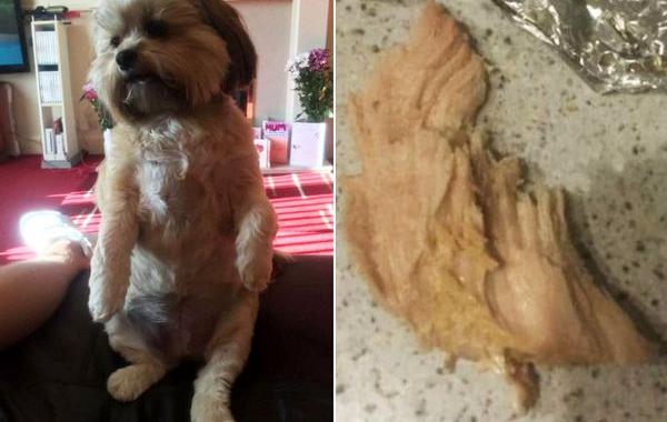 собака съела всю рождественскую индейку, собака Бубба