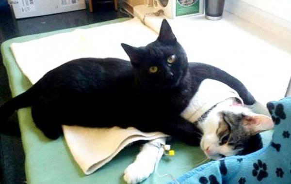  спасенный кот теперь сам ухаживает за больными животными, кот медсестра, Radamenes