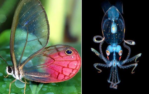 Прозрачные животные, животные с прозрачной кожей