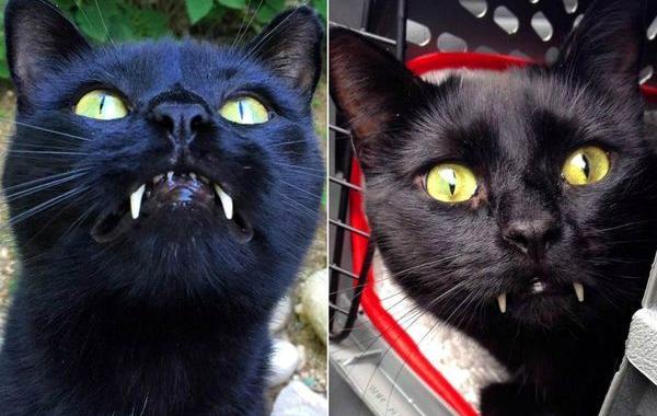 кот вампир, кот вампир по кличке Обезьяна