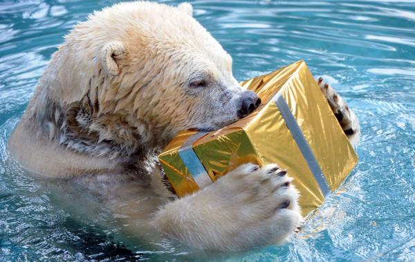 Рождество в мире животных