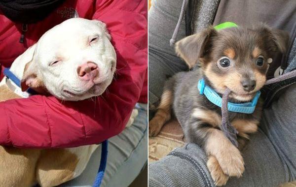 Фотографии собак которых забрали из приюта, собаки из приюта