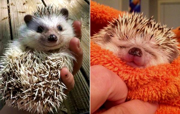 очаровательные ёжики, милые ежи