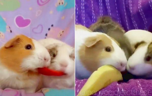 жадная морская свинка Поньо, морская свинка не делится едой