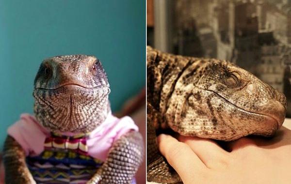 Мануэль варан, варан домашний